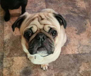 Father of the Pug puppies born on 04/07/2025