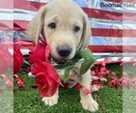 Small Photo #6 Labrador Retriever Puppy For Sale in JACKSONVILLE, FL, USA