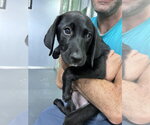 Small #1 Mutt
