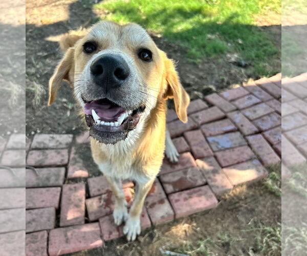 Medium Photo #1 Retriever -Unknown Mix Puppy For Sale in NEWPORT NH, NH, USA