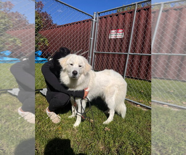 Medium Photo #3 Great Pyrenees Puppy For Sale in Muskegon, MI, USA