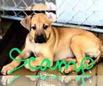 Small #1 German Shepherd Dog Mix