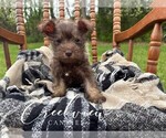Puppy Faye Schnauzer (Miniature)