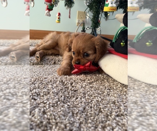 Medium Photo #11 Cavalier King Charles Spaniel Puppy For Sale in KANSAS CITY, MO, USA