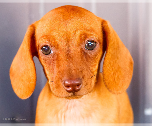 Medium Photo #3 Dachshund Puppy For Sale in WAKARUSA, IN, USA