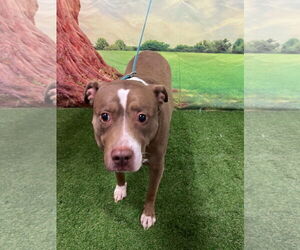 Skylar - Female Mutt Dog for Adoption - Photo #2