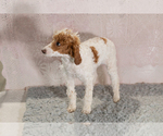 Small #3 Poodle (Miniature)