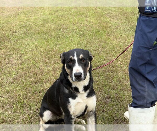 Medium Photo #3 Siberian Husky-Unknown Mix Puppy For Sale in Rockaway, NJ, USA