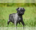 Image preview for Ad Listing. Nickname: Butter Bean