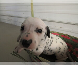 Dalmatian Puppy for sale in MUNCIE, IN, USA