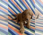Puppy Mable Goldendoodle