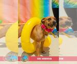 Small #2 Black Mouth Cur Mix