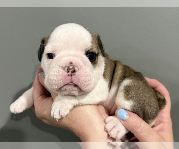 Medium Photo #10 English Bulldog Puppy For Sale in EVEREST, KS, USA