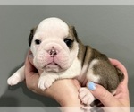 Small Photo #10 English Bulldog Puppy For Sale in EVEREST, KS, USA