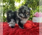 Small #15 Pomeranian