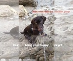 Small Photo #6 German Shorthaired Pointer Puppy For Sale in CORONA, CA, USA