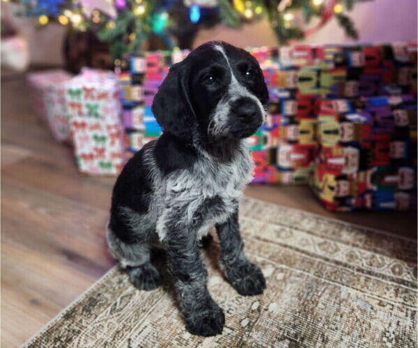 Medium Photo #1 German Shorthaired Pointer-Goldendoodle Mix Puppy For Sale in WILLACOOCHEE, GA, USA