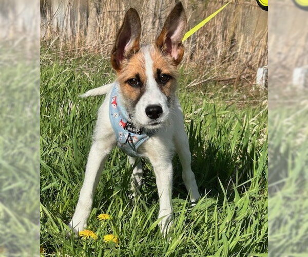 Medium Photo #5 Mutt Puppy For Sale in Brooklyn Center, MN, USA