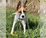Small #4 Mutt