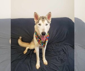 Huskies -Unknown Mix Dogs for adoption in Mt. Gilead, OH, USA
