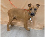Small #1 Feist Terrier-Jack Russell Terrier Mix