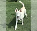 Small #7 Huskies  Mix