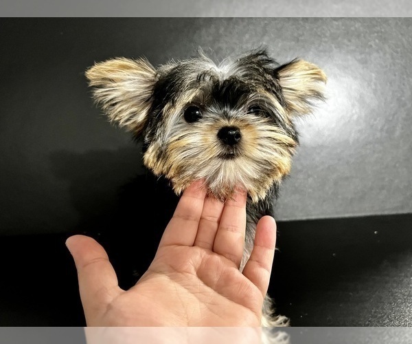 Medium Photo #25 Yorkshire Terrier Puppy For Sale in HAYWARD, CA, USA