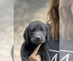 Small Photo #35 Labrador Retriever Puppy For Sale in GLADSTONE, VA, USA