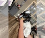 Small Photo #3 Dachshund Puppy For Sale in LOGANVILLE, GA, USA