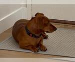 Small #5 Dachshund