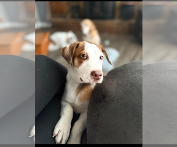 Medium Photo #1 Beagle-Unknown Mix Puppy For Sale in Stover, MO, USA