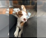 Small Beagle Mix