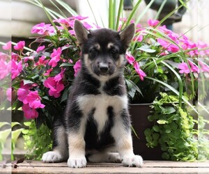 German Shepherd Dog-Siberian Husky Mix Puppy for sale in FREDERICKSBG, OH, USA