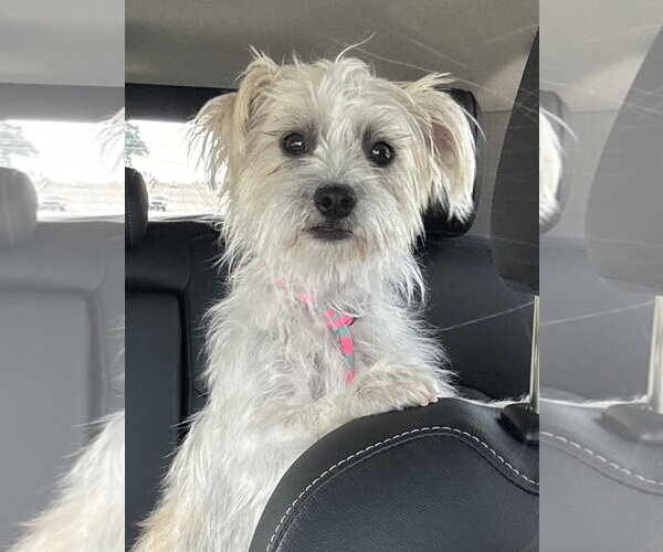 Medium Photo #2 Cairn Terrier-Unknown Mix Puppy For Sale in St. Louis Park, MN, USA
