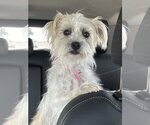 Small #1 Cairn Terrier Mix
