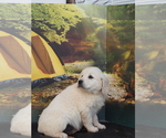 Small Photo #5 Golden Retriever Puppy For Sale in WIRTZ, VA, USA