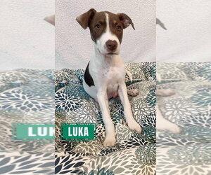 Luka (TX) - Male Labrador Retriever-Unknown Mix Dog for Adoption - Photo #8