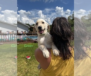 Labrador Retriever Puppy for Sale in CARNESVILLE, Georgia USA