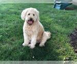 Small Photo #1 Goldendoodle Puppy For Sale in LIMA, OH, USA