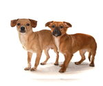 Small #3 Chihuahua