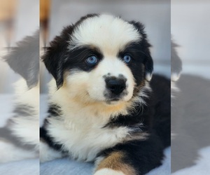 Miniature Australian Shepherd Puppy for sale in O NEALS, CA, USA