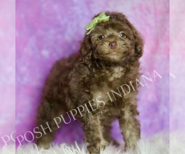 Medium Photo #5 Poodle (Miniature) Puppy For Sale in WARSAW, IN, USA