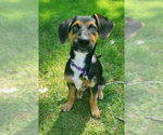 Small #2 Mutt