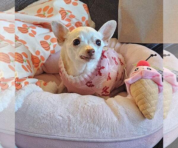 Medium Photo #6 Chihuahua Puppy For Sale in Fargo, ND, USA