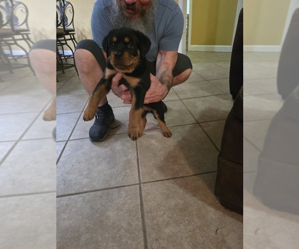 Medium Photo #14 Rottweiler Puppy For Sale in SARASOTA, FL, USA