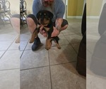 Small Photo #14 Rottweiler Puppy For Sale in SARASOTA, FL, USA