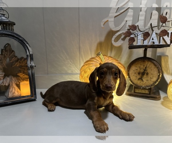Medium Photo #5 Dachshund Puppy For Sale in EASTVALE, CA, USA