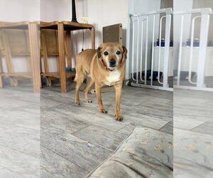 Nicky - Male Mutt Dog for Adoption - Photo #3