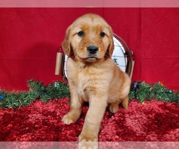 Medium Photo #2 Golden Retriever Puppy For Sale in BLACK FOREST, CO, USA