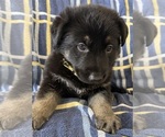 Small #8 German Shepherd Dog
